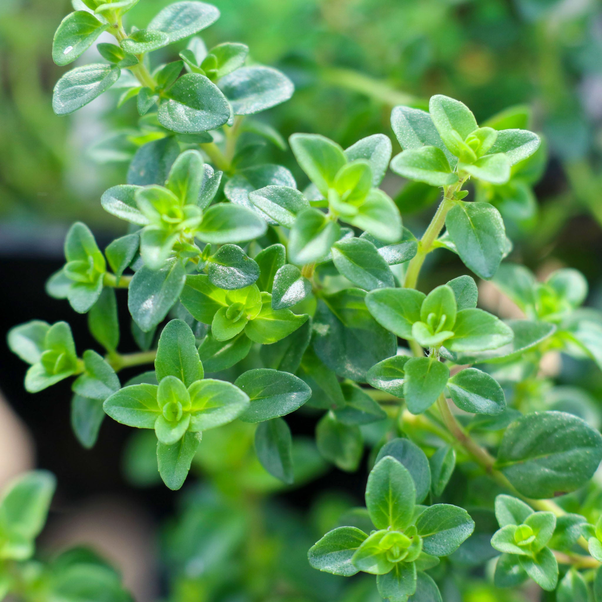 Wilder Thymian