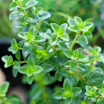 Wilder Thymian