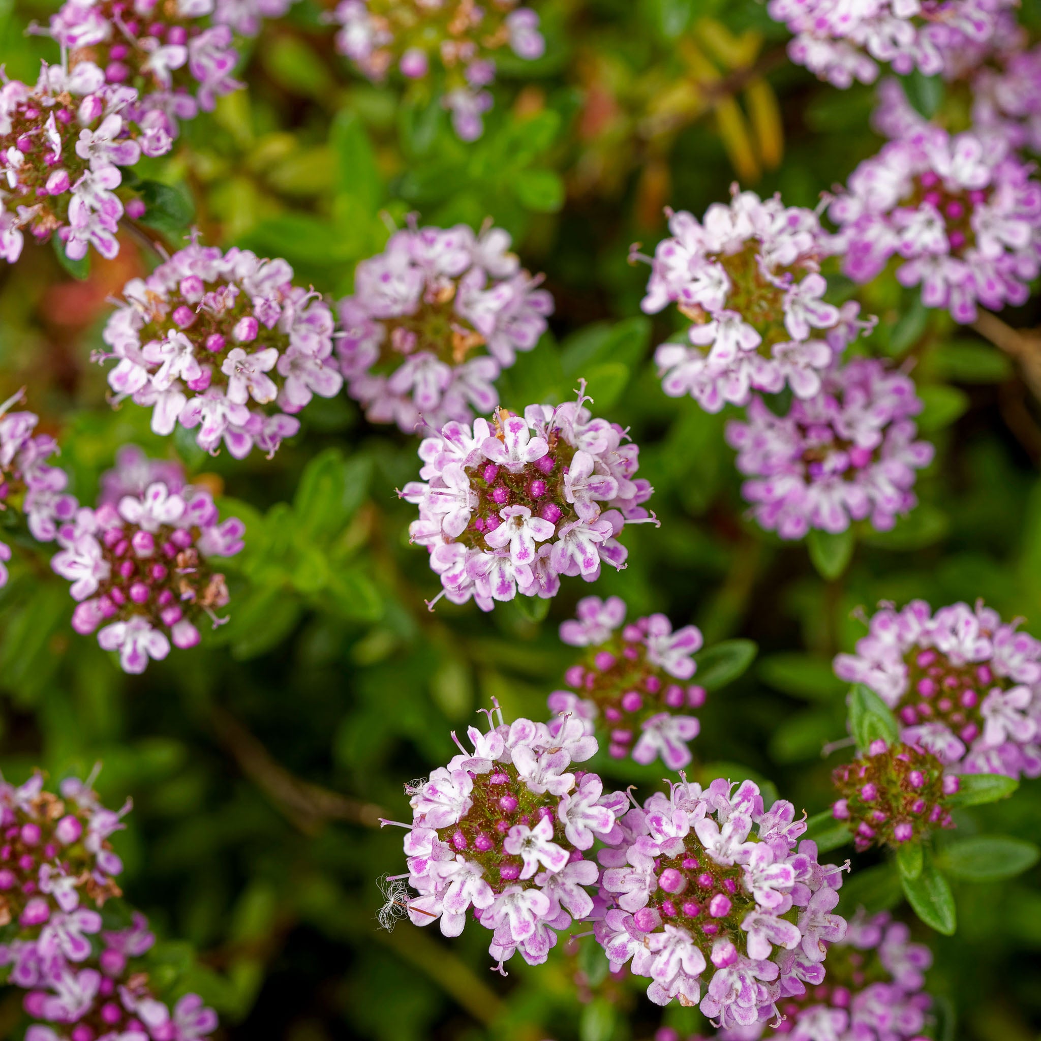 Wilder Thymian