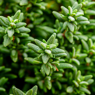 Thymian 'Faustini'
