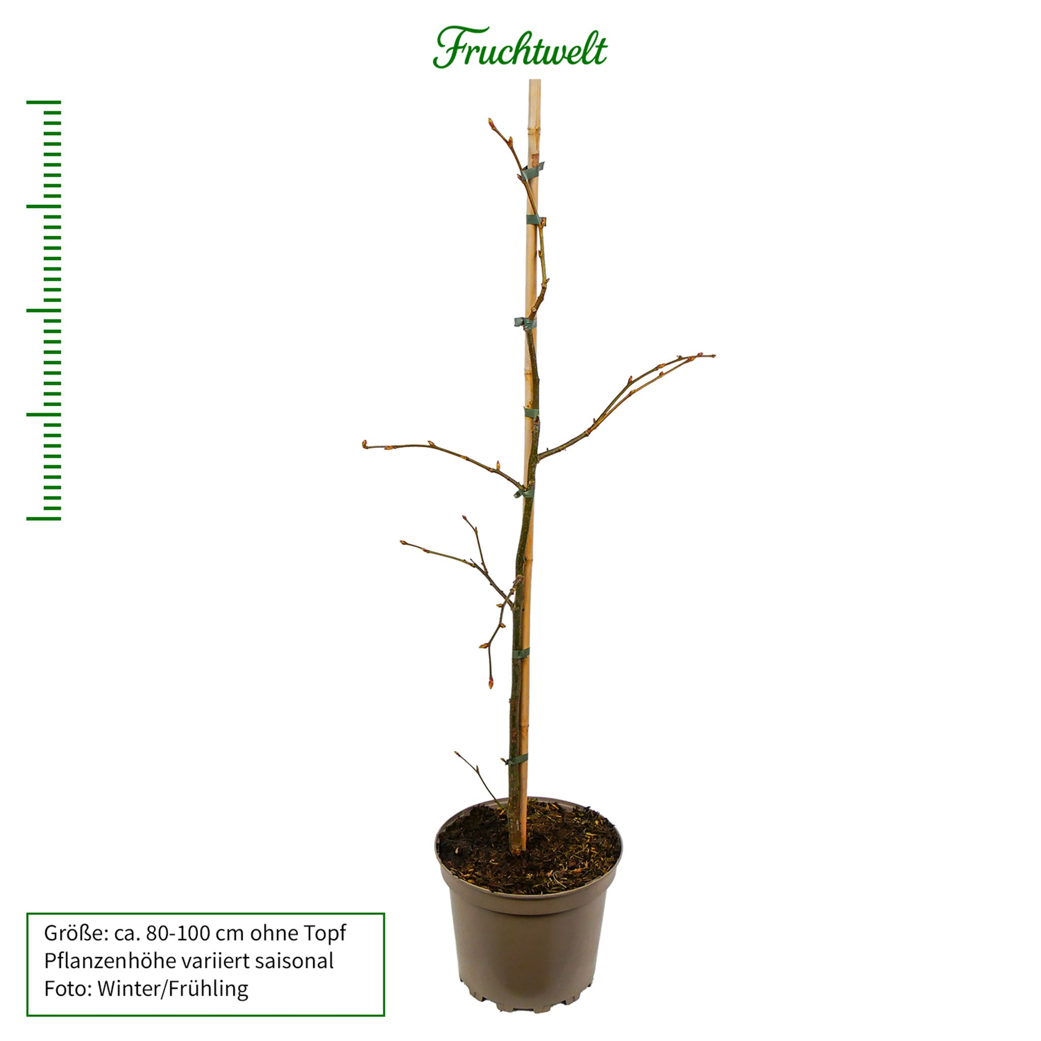 Winterlinde Solitärbaum