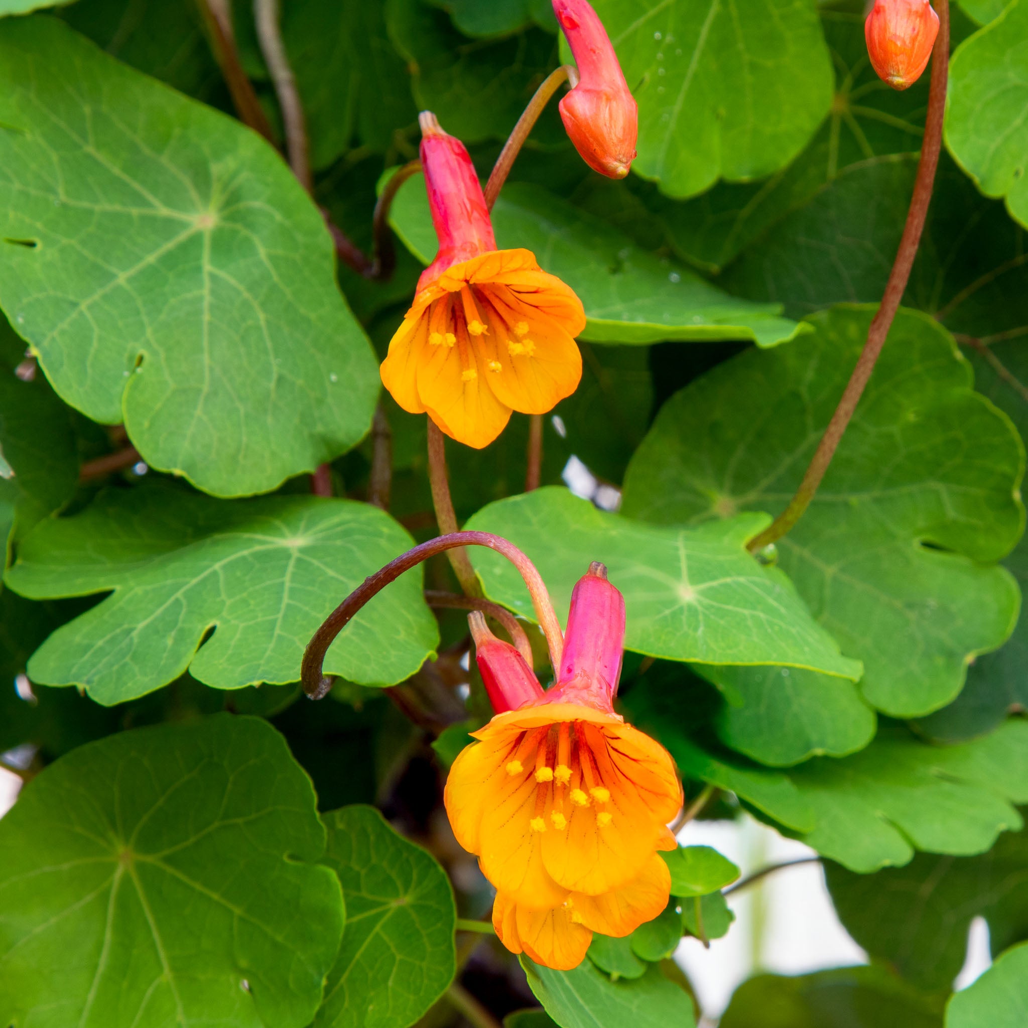 Mashua 'White'