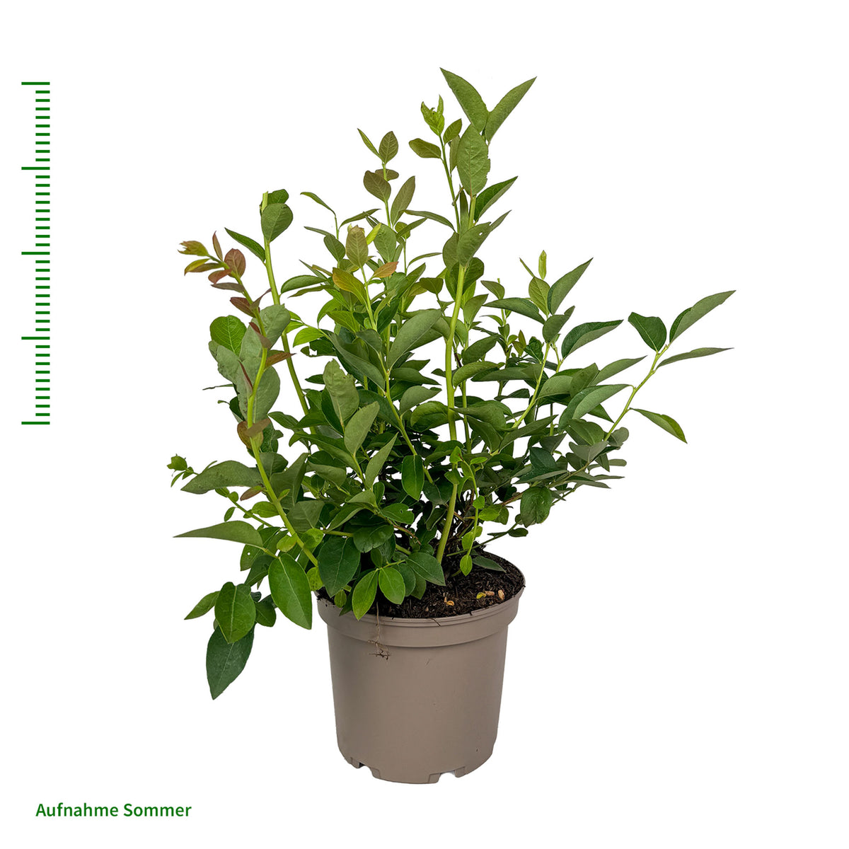 Heidelbeere 'Early Blue'