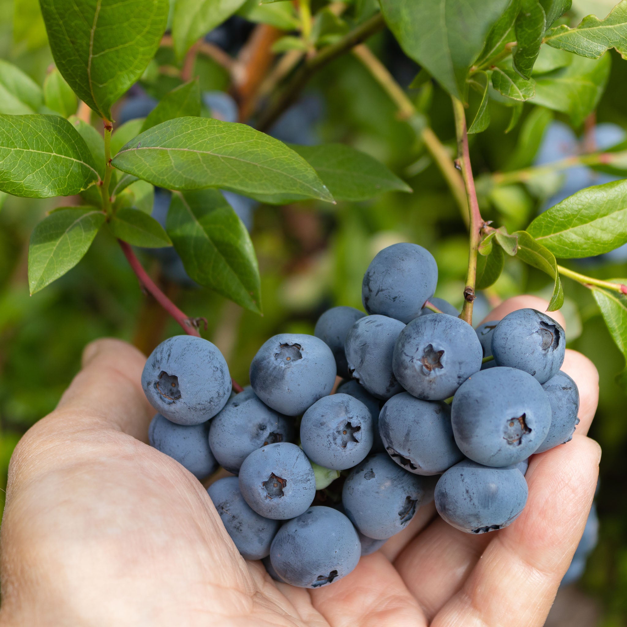 Heidelbeere 'Early Blue'