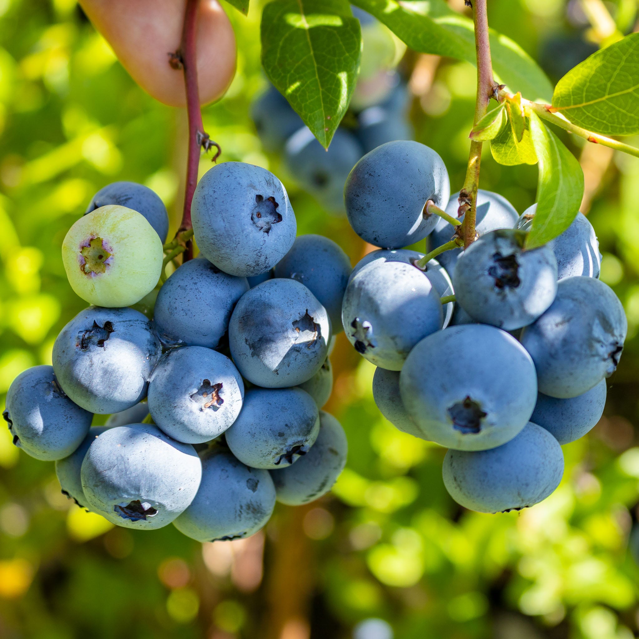 Heidelbeere 'Early Blue'