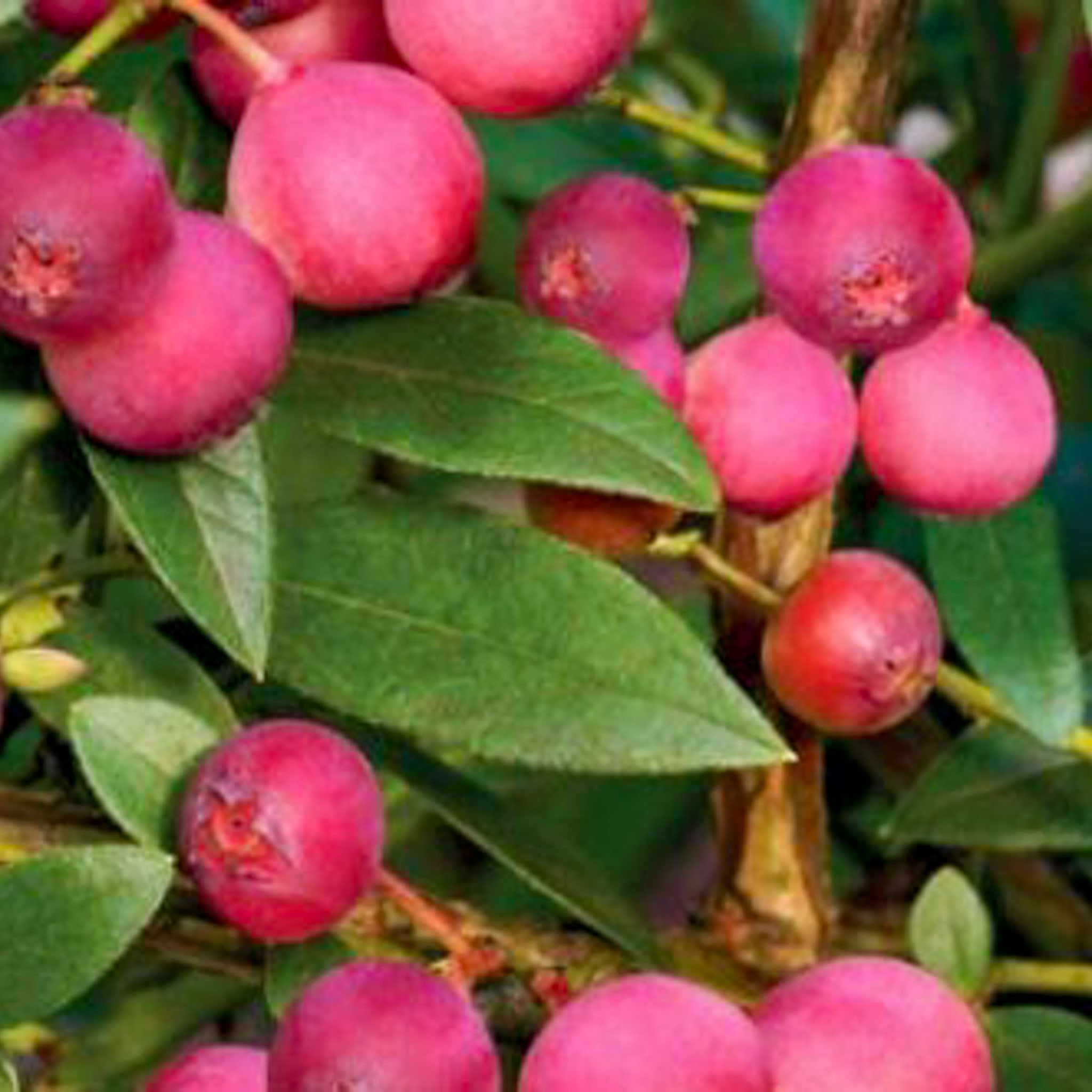 Heidelbeere 'Pink Lemonade'