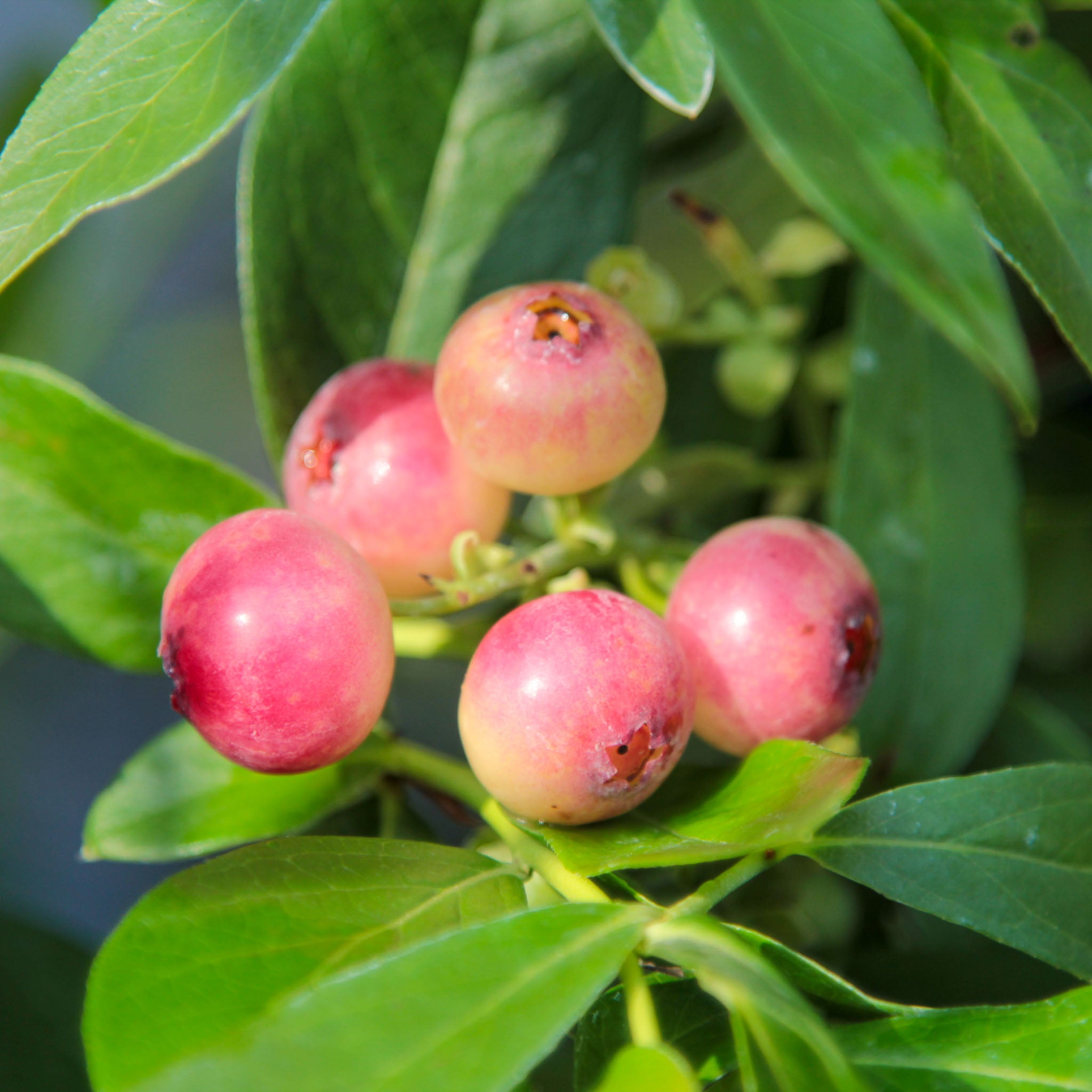 Heidelbeere 'Pink Lemonade'