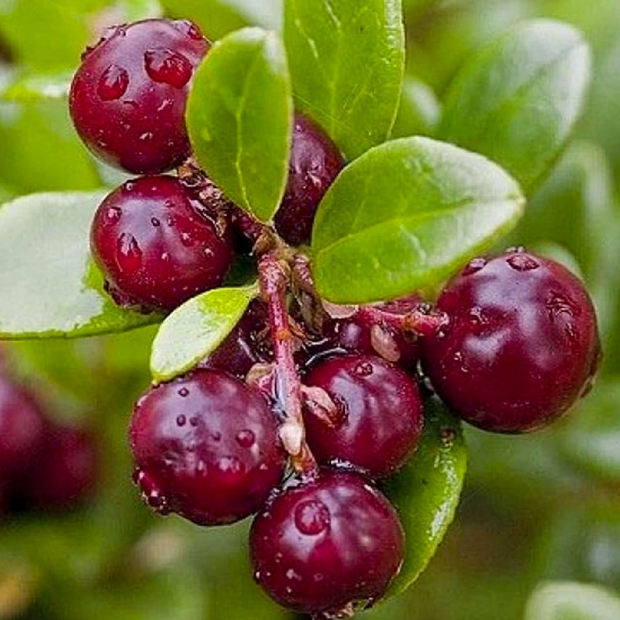 Cranberry 'Early Black'