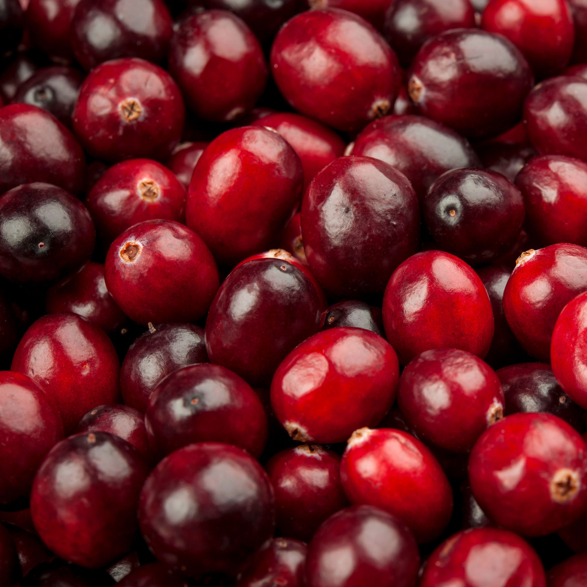 Cranberry 'Early Black'