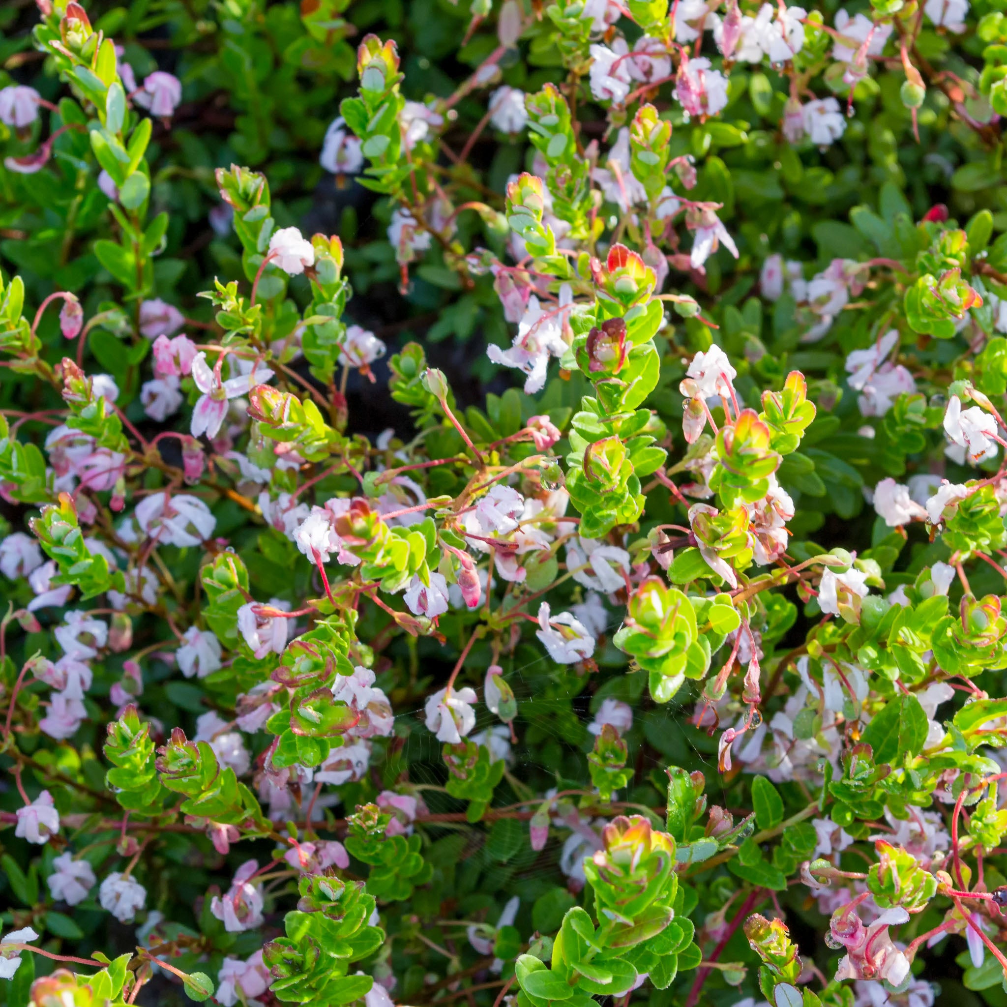 Cranberry 'Early Black'