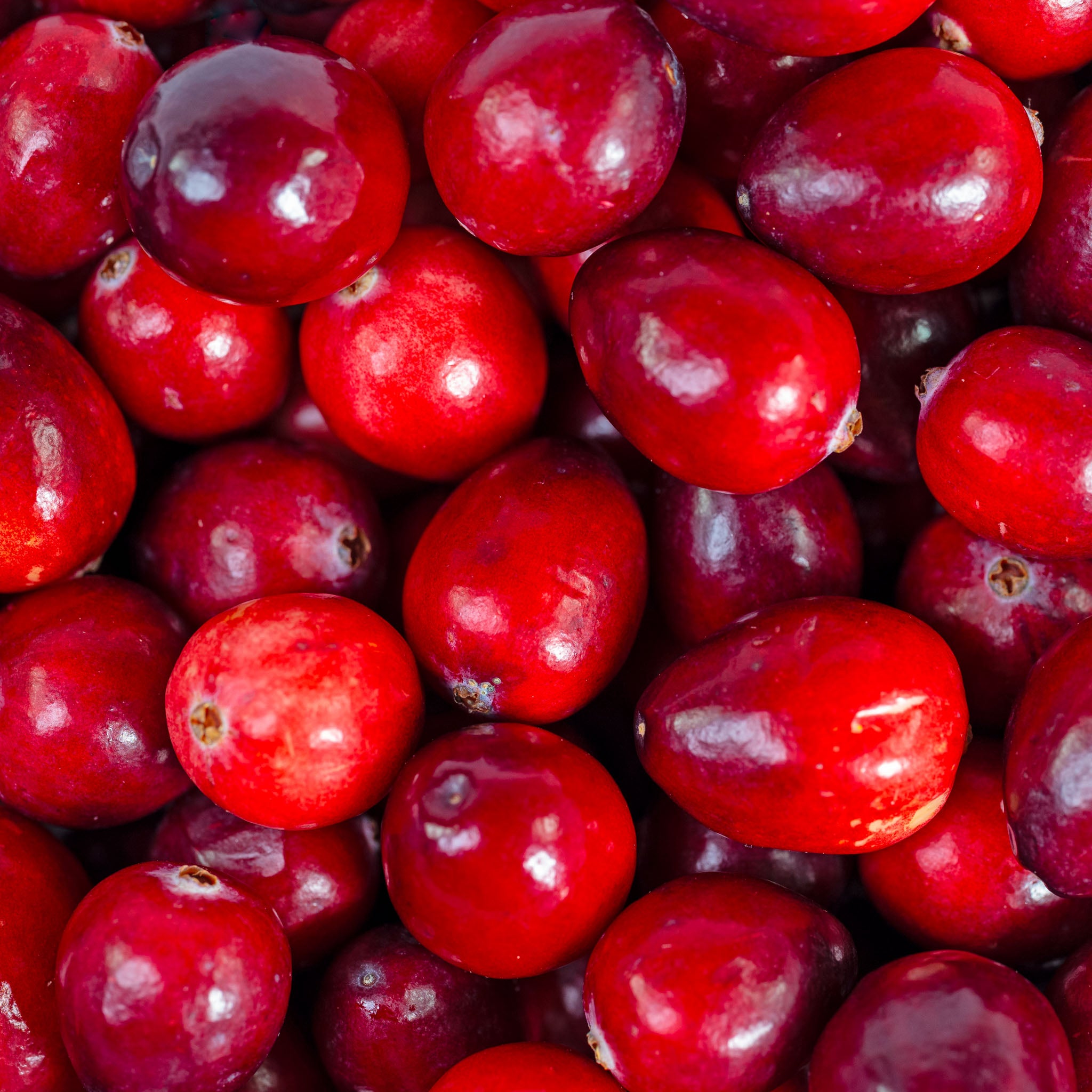 Cranberry 'Pilgrim'