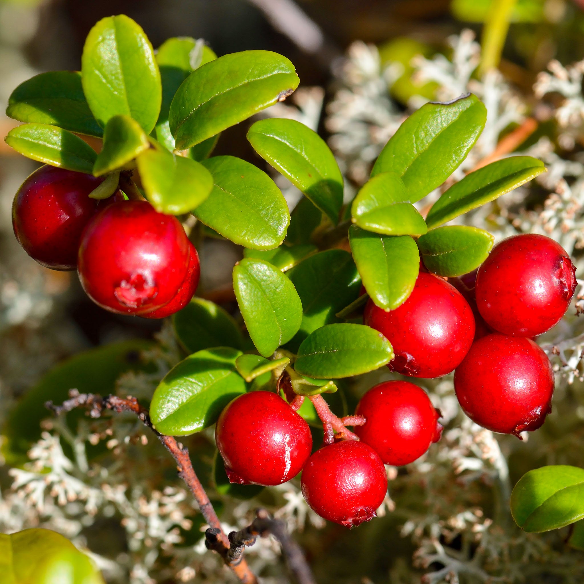 Cranberry 'Pilgrim'