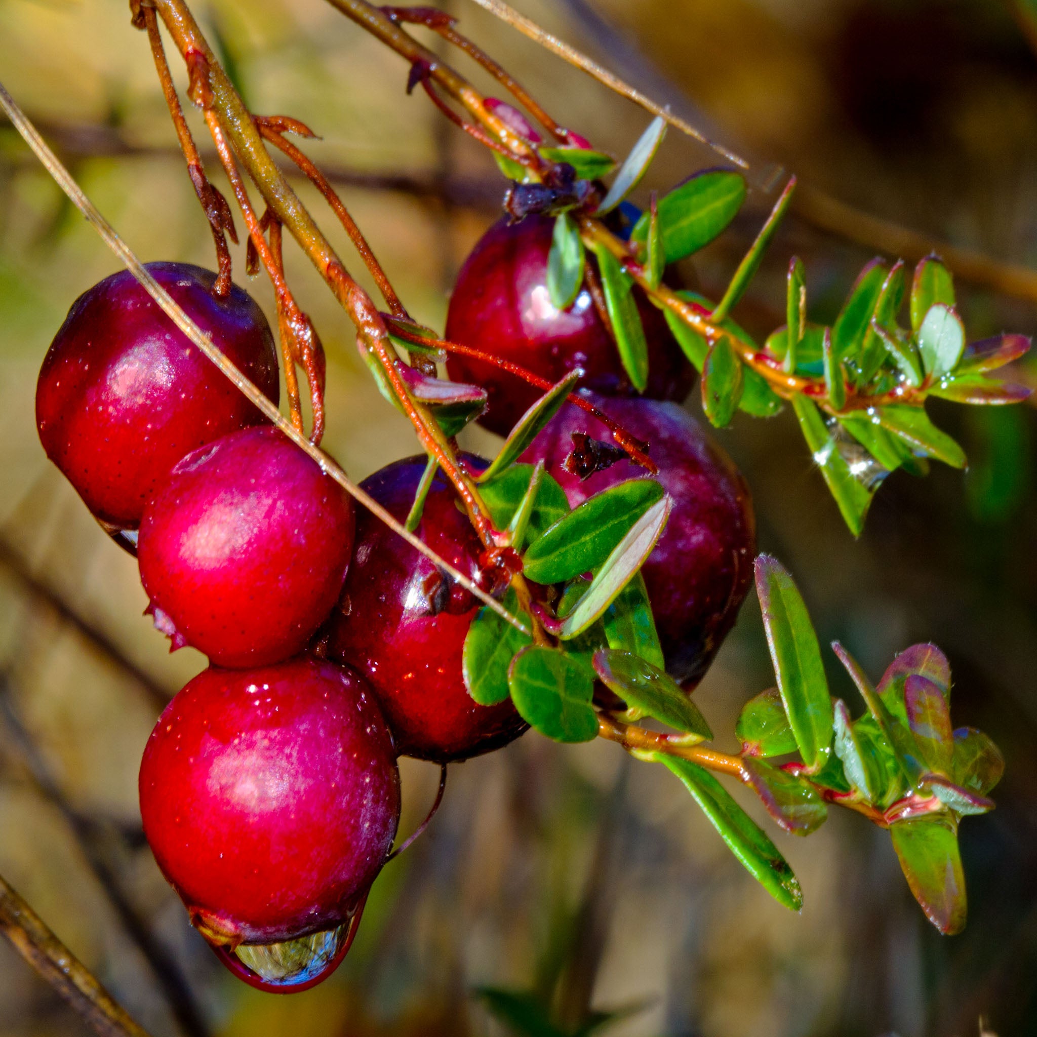 Cranberry 'Stevens'