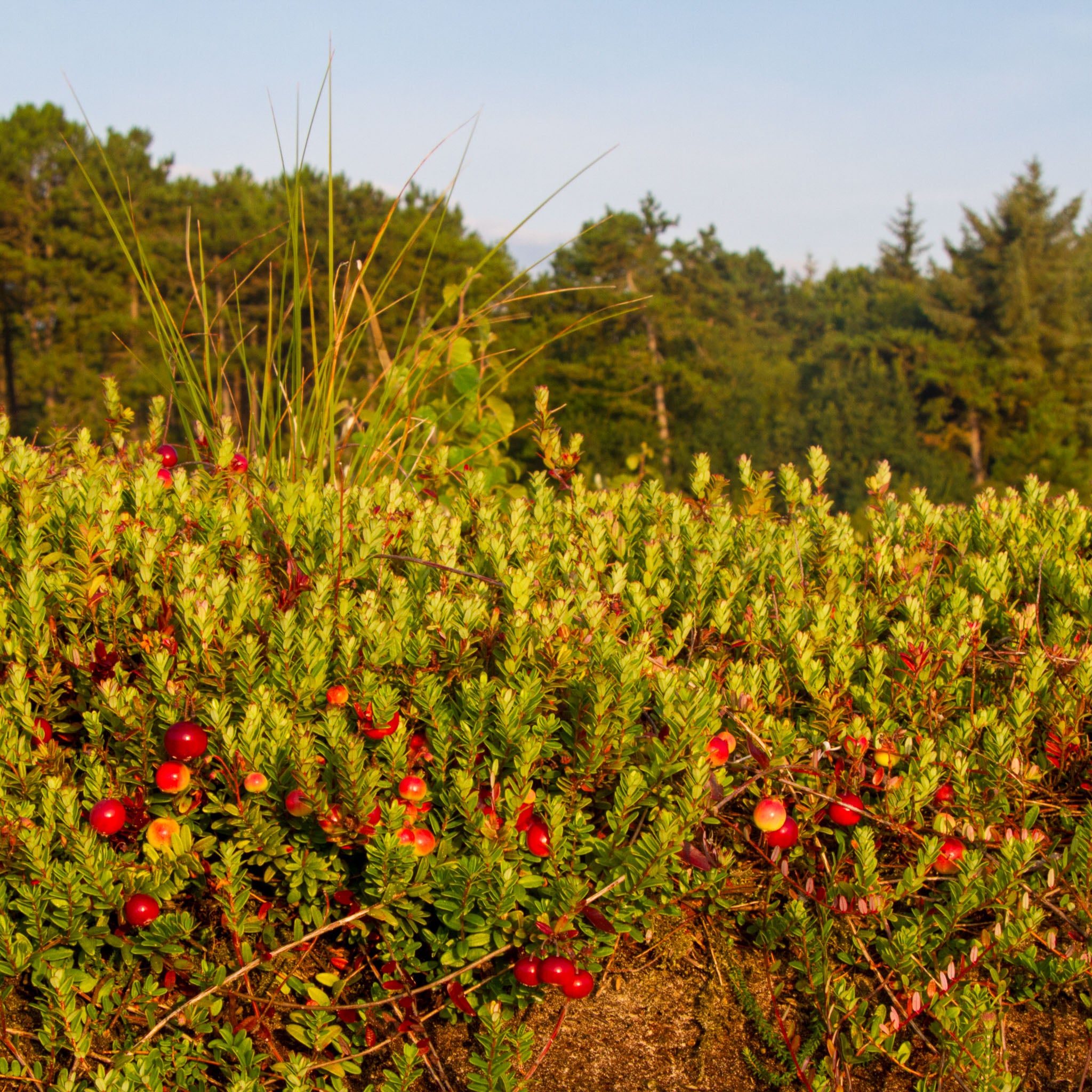 Cranberry 'Stevens'