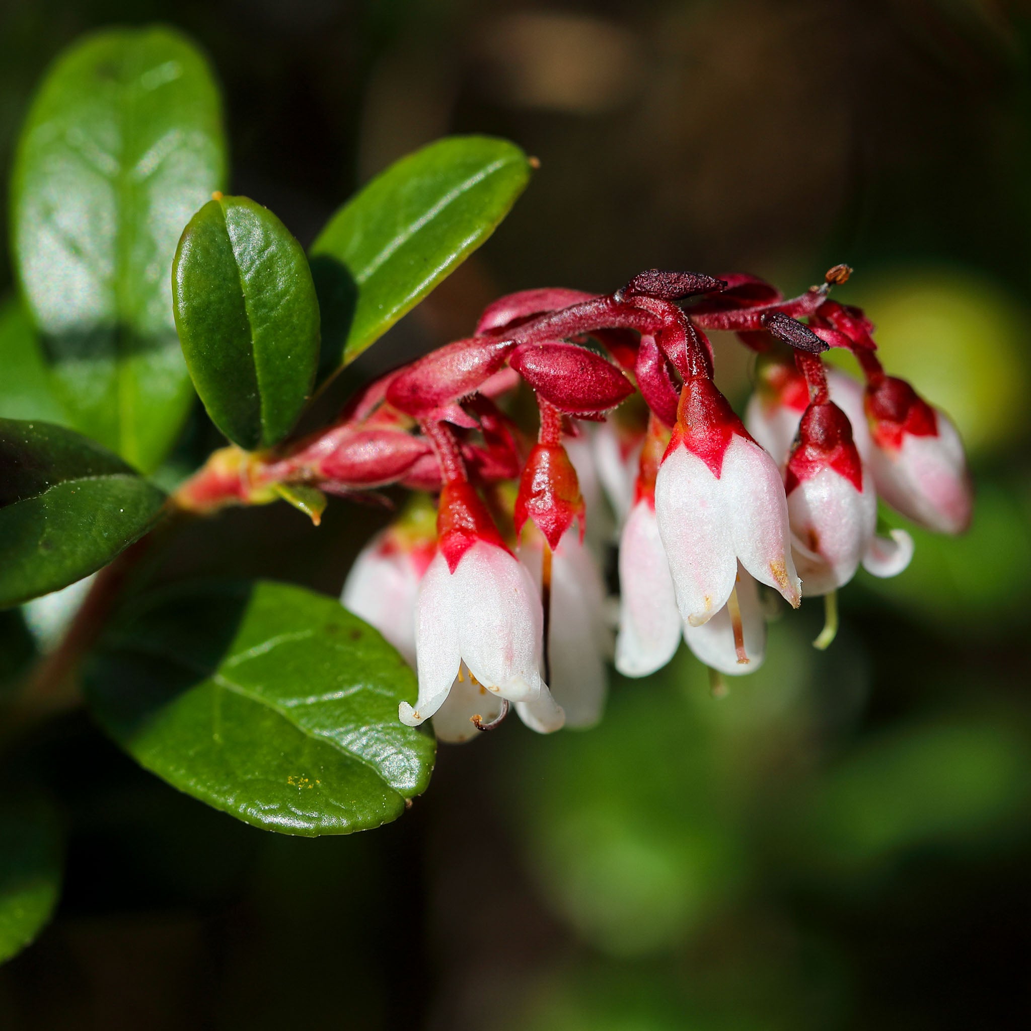 Preiselbeere 'Red Pearl'