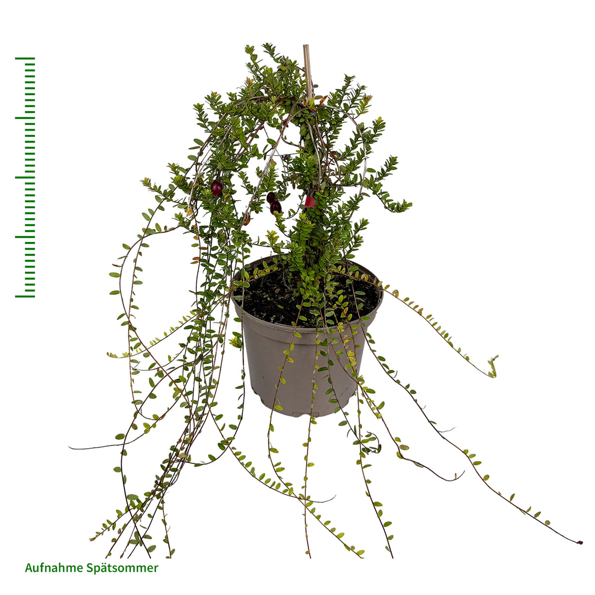 Cranberry 'Early Black'
