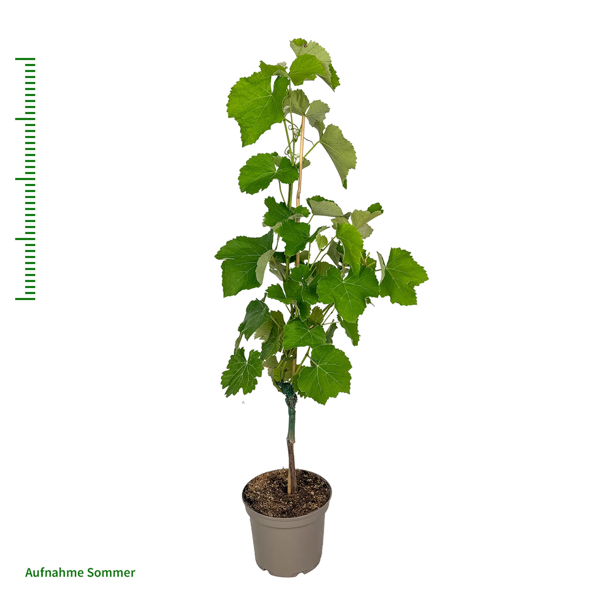 Weinrebe 'Lakemont'