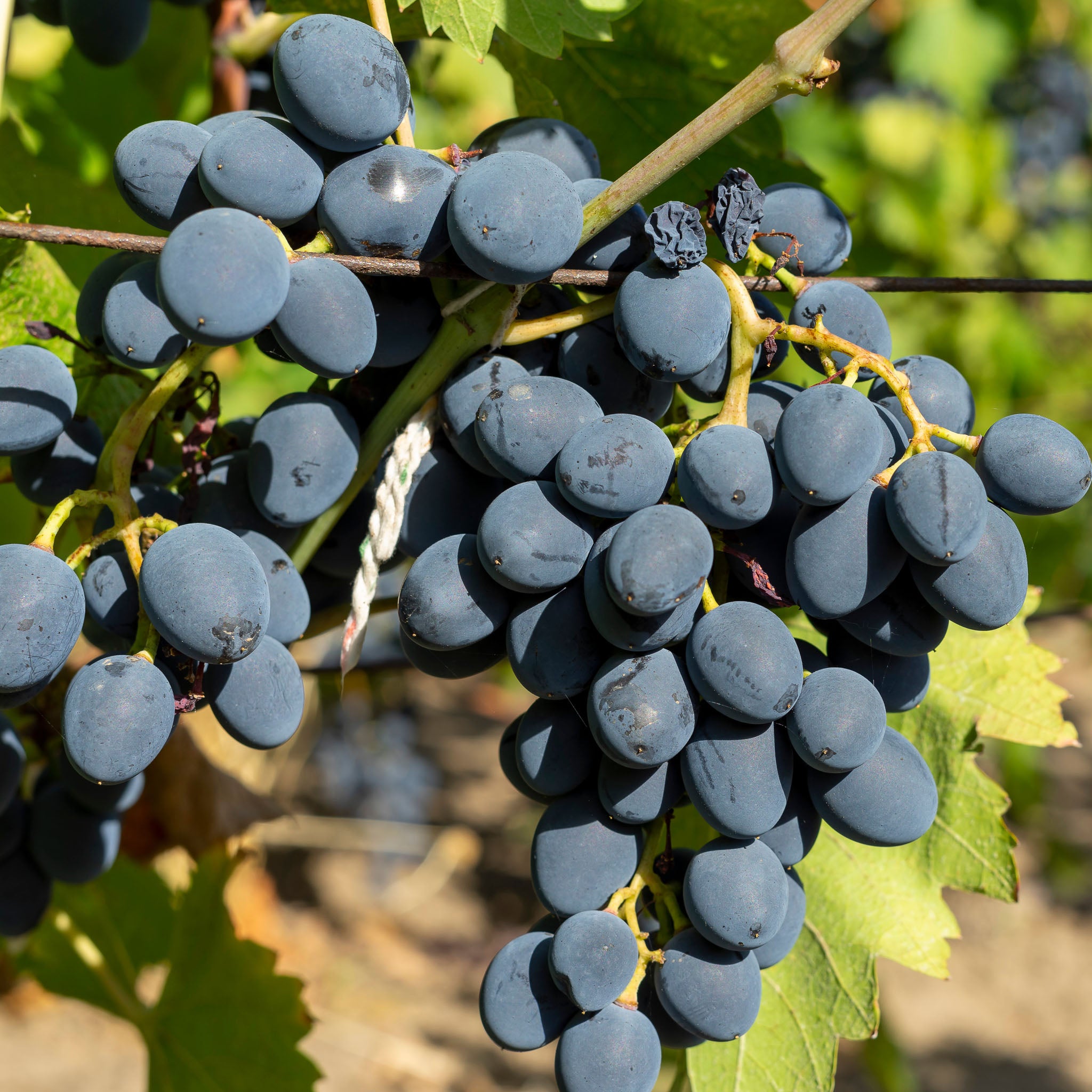 Weinrebe 'Datteltraube' (Souvenir)