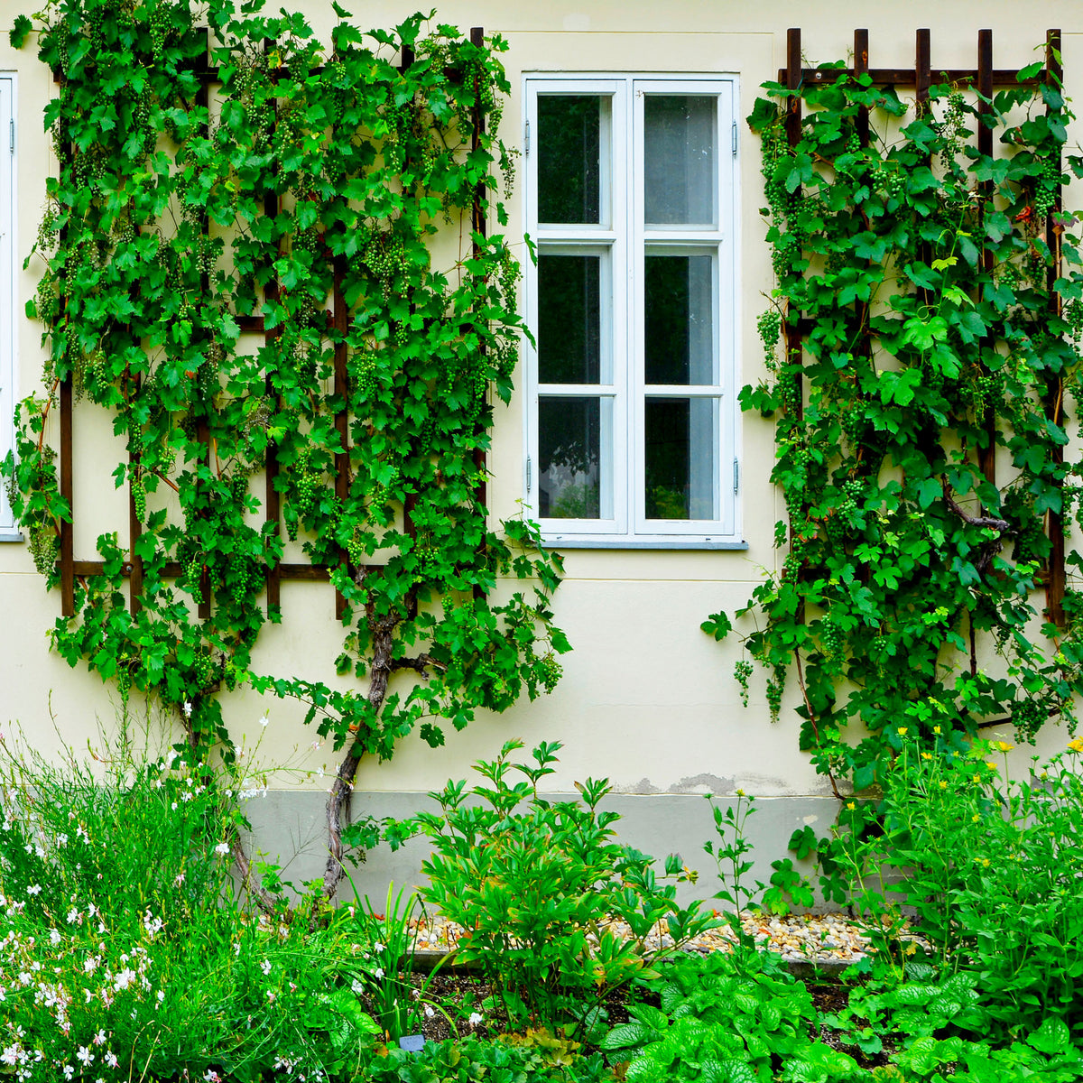 Weinrebe 'Isabella Rot' (Erdbeertraube)