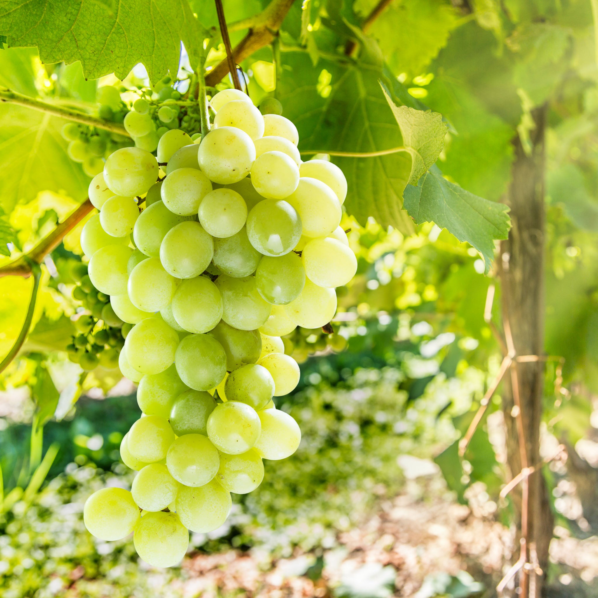 Weinrebe 'Lakemont'