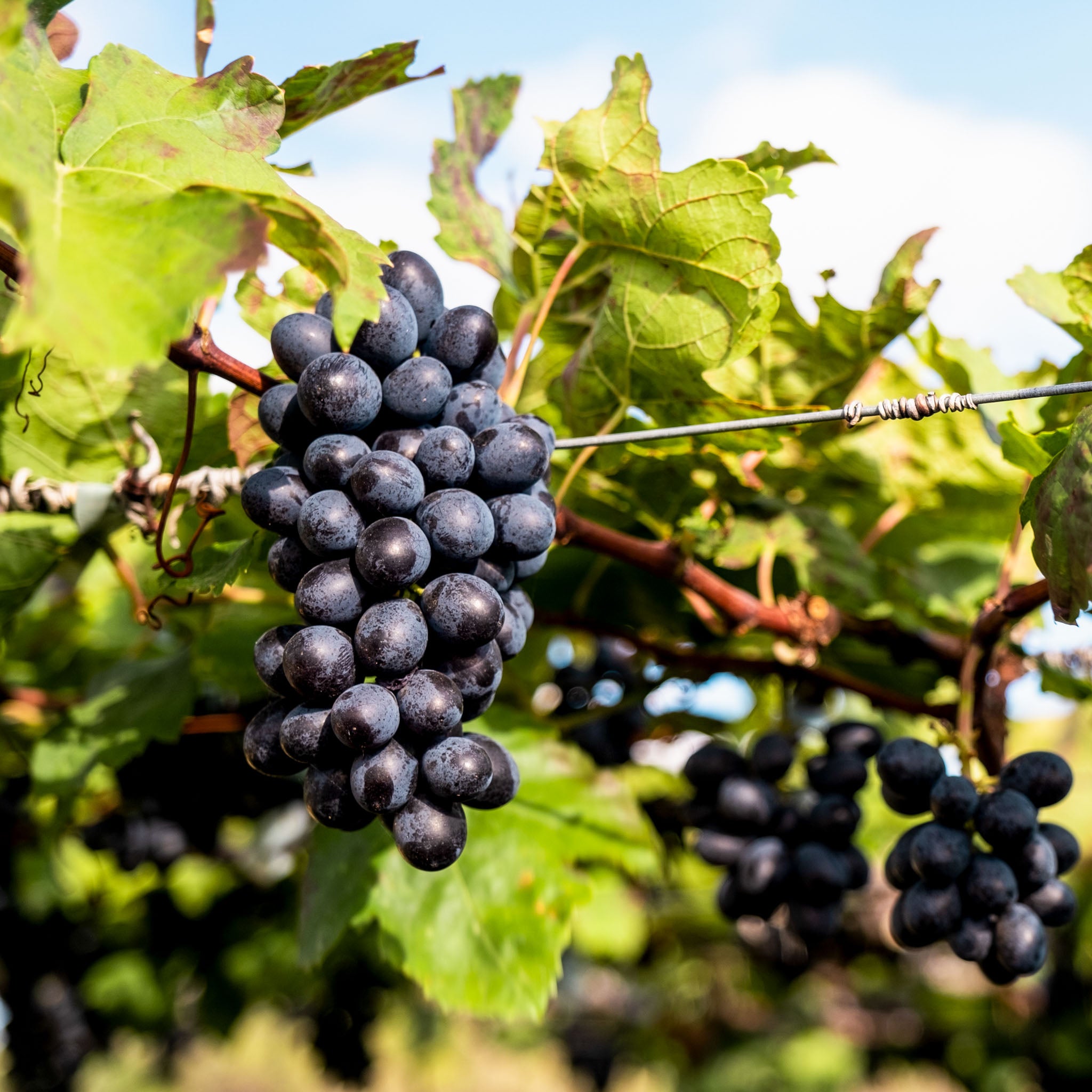 Weinrebe 'Nero'