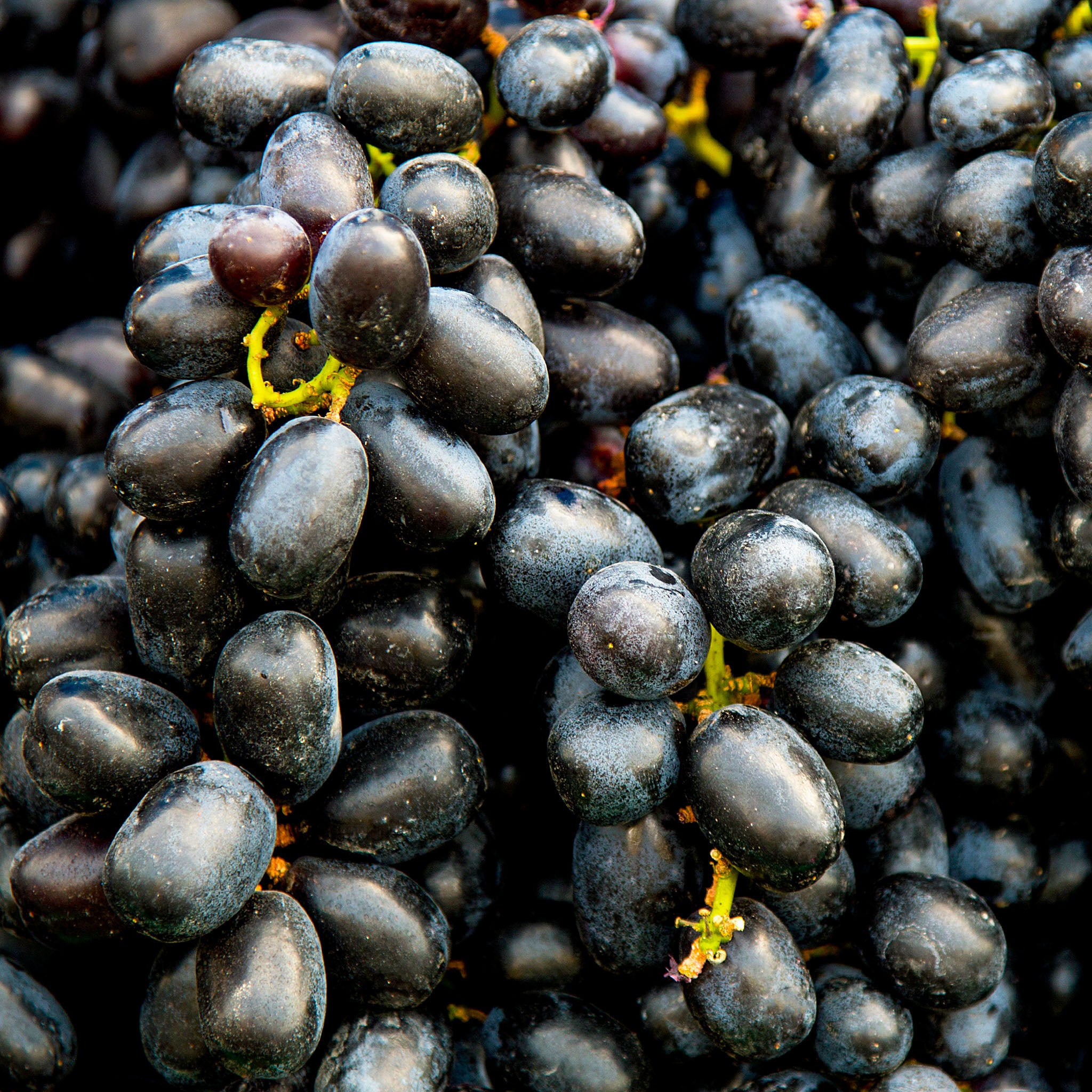 Weinrebe 'Nero'
