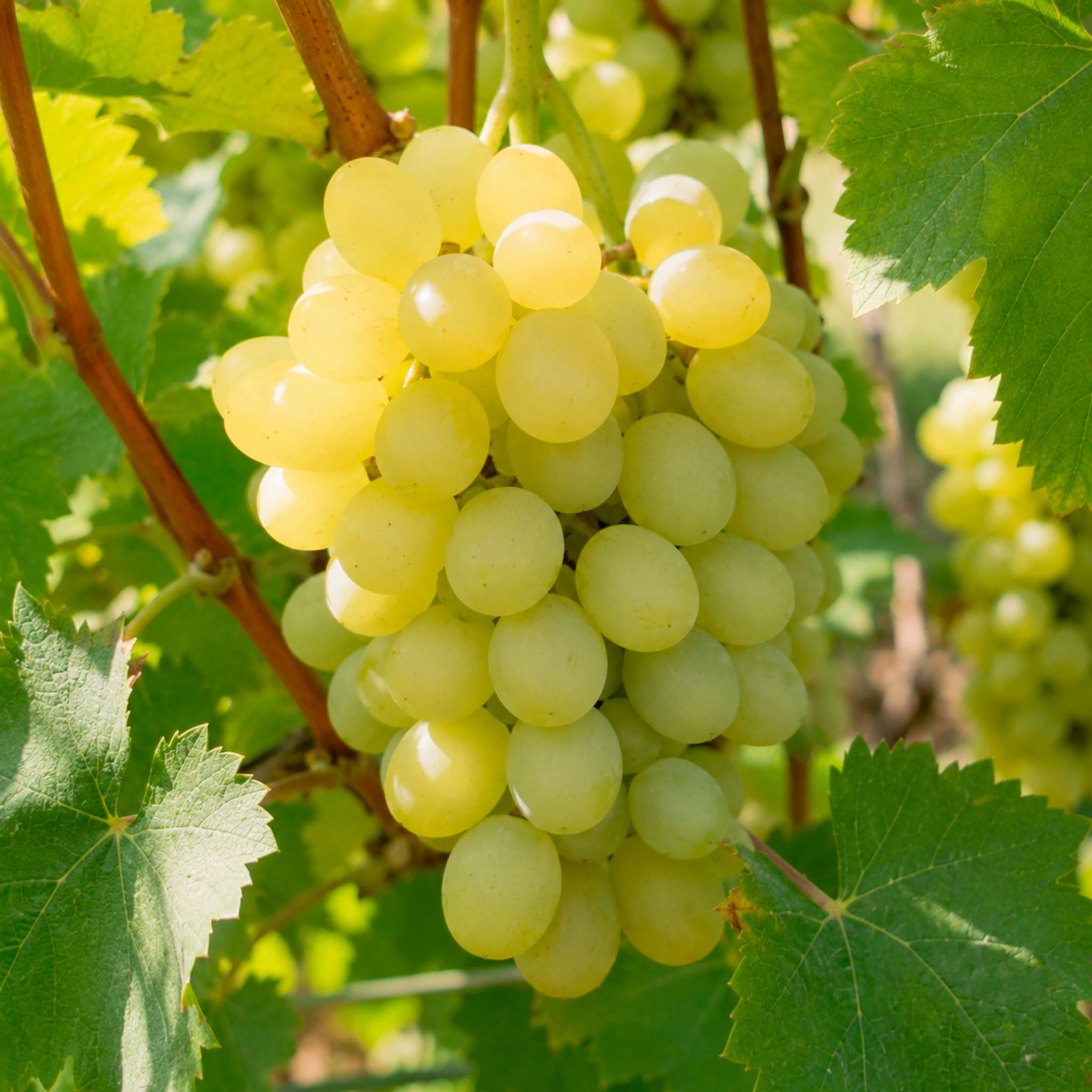 Weinrebe 'Polo Muskat'