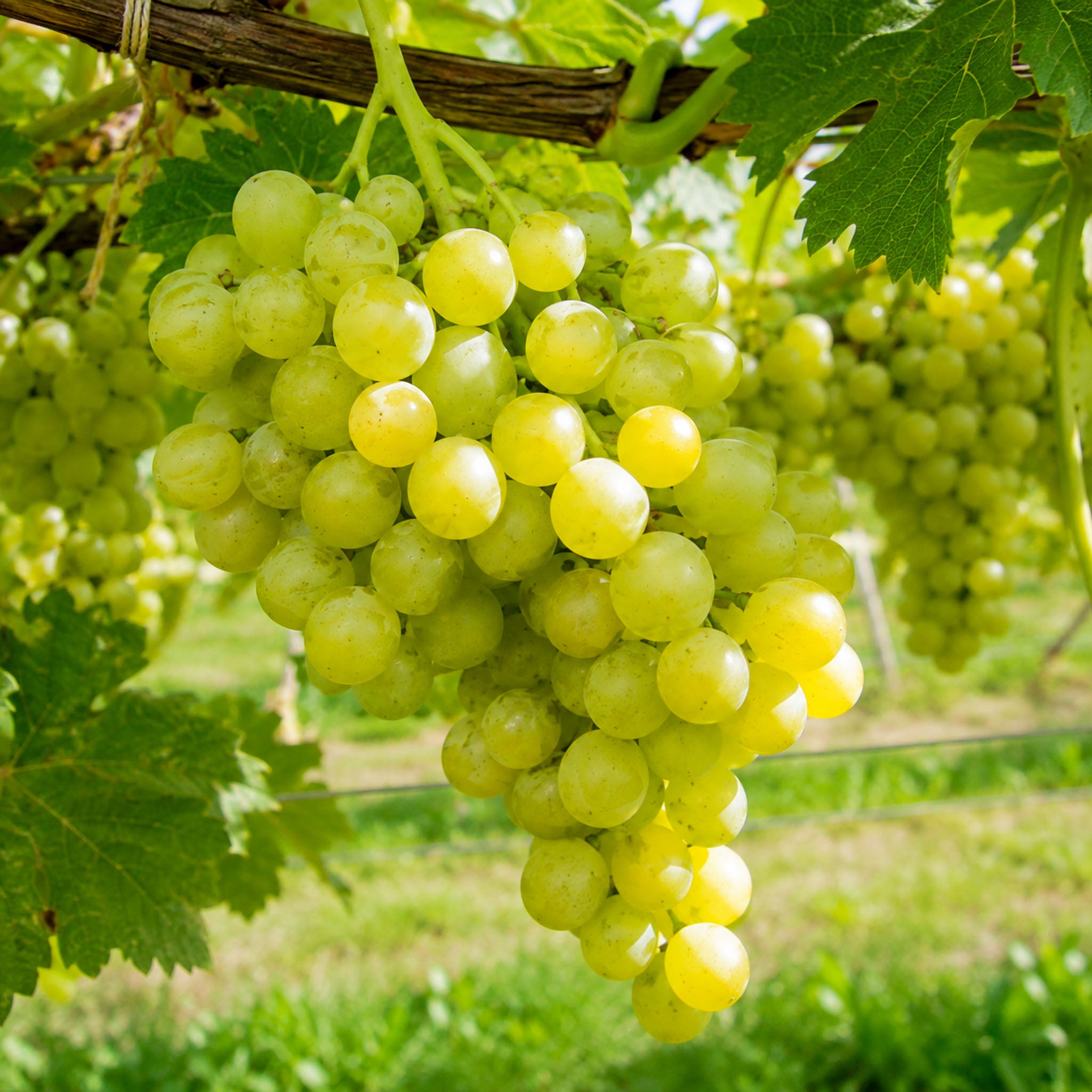 Weinrebe 'Polo Muskat'