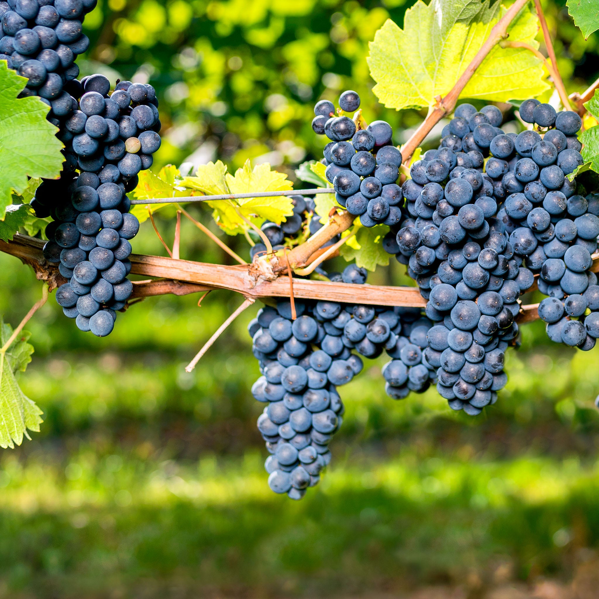 Weinrebe 'Regent'