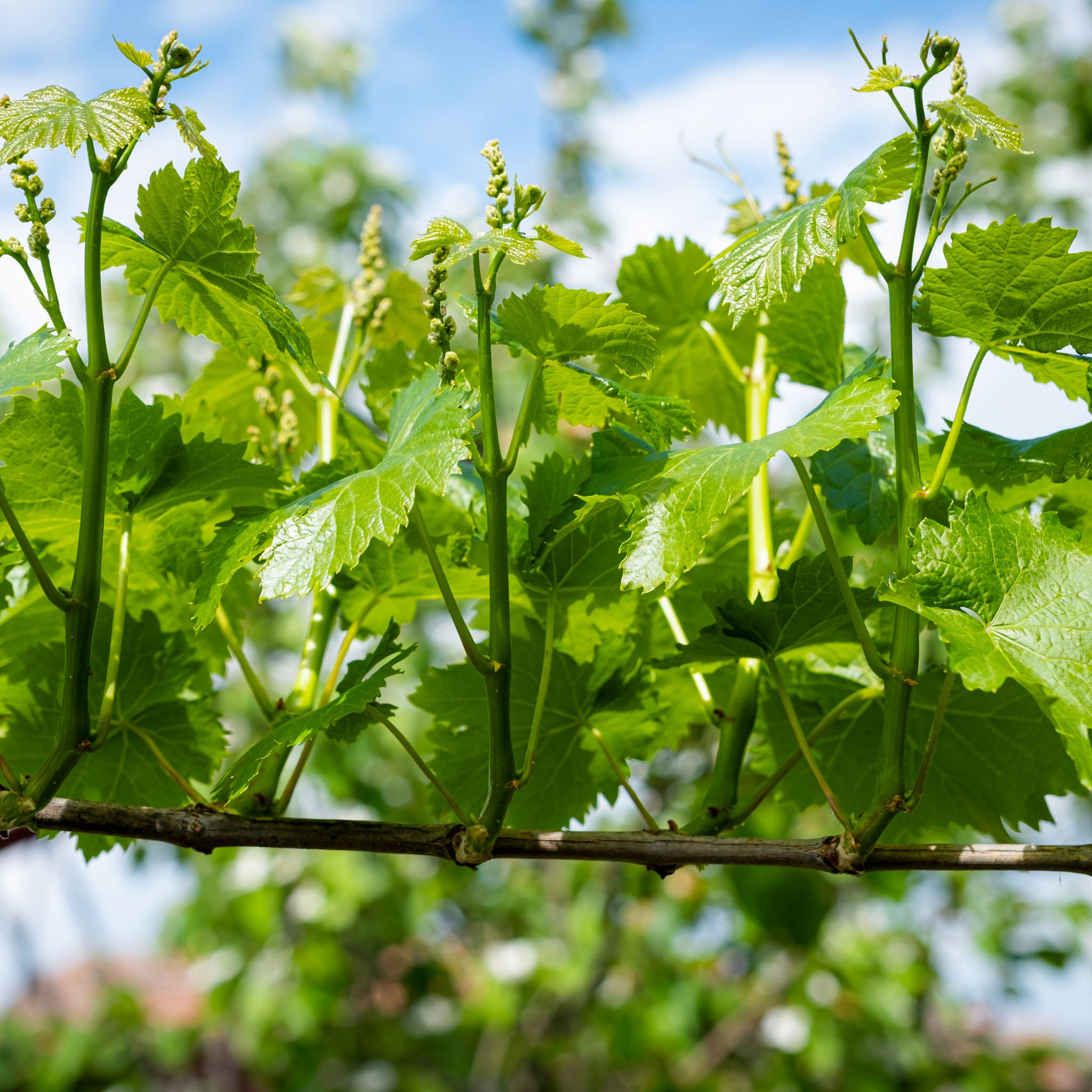 Weinrebe 'Regent'