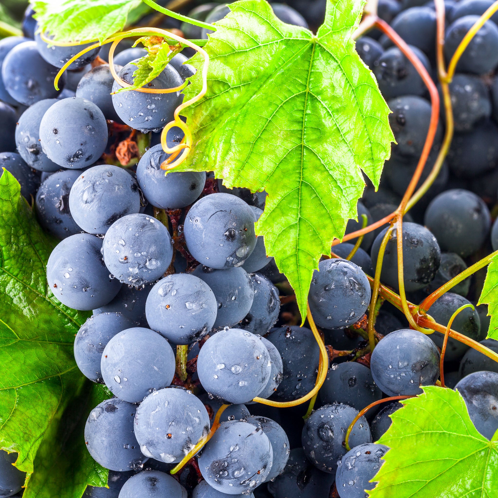 Tafeltraube 'Venus Blau'