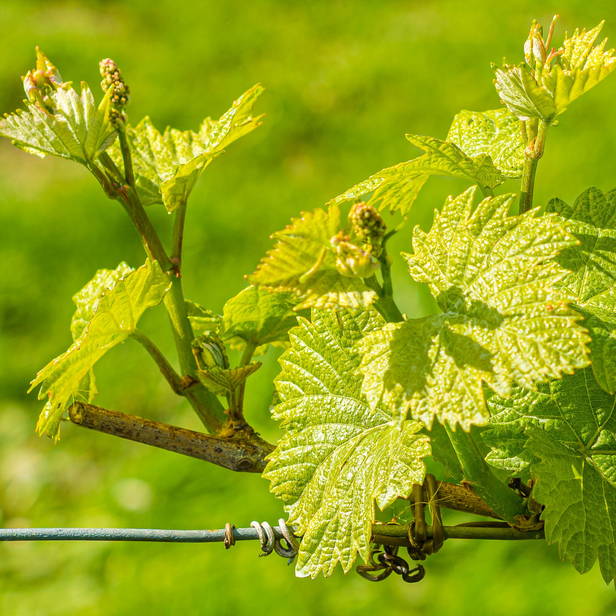 Tafeltraube 'Venus Blau'