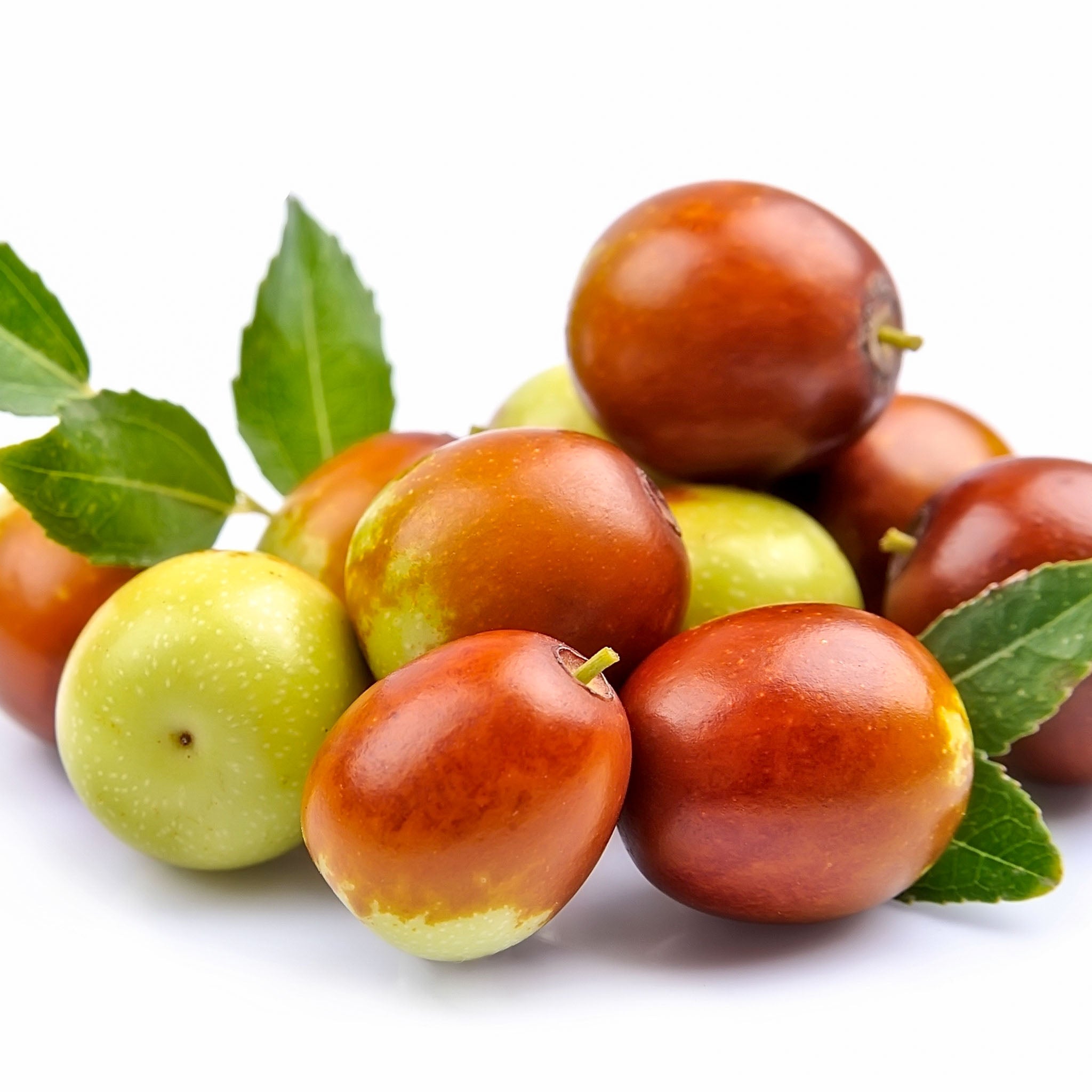 Jujube 'Dongzao'
