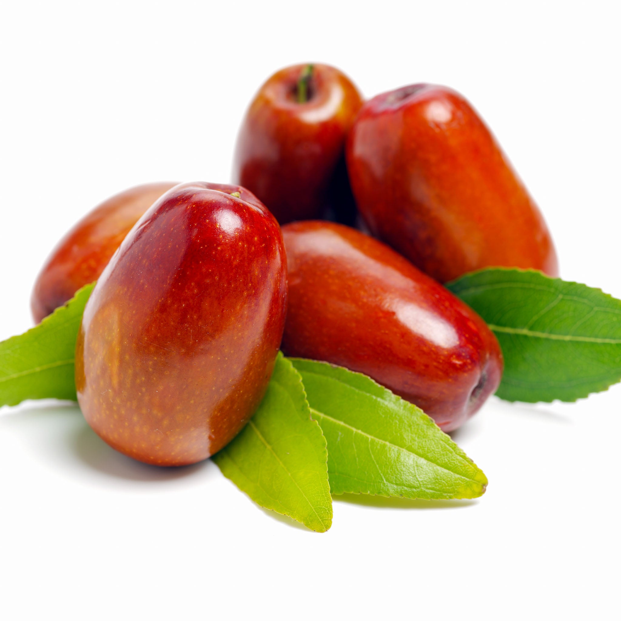 Jujube 'Wildform'