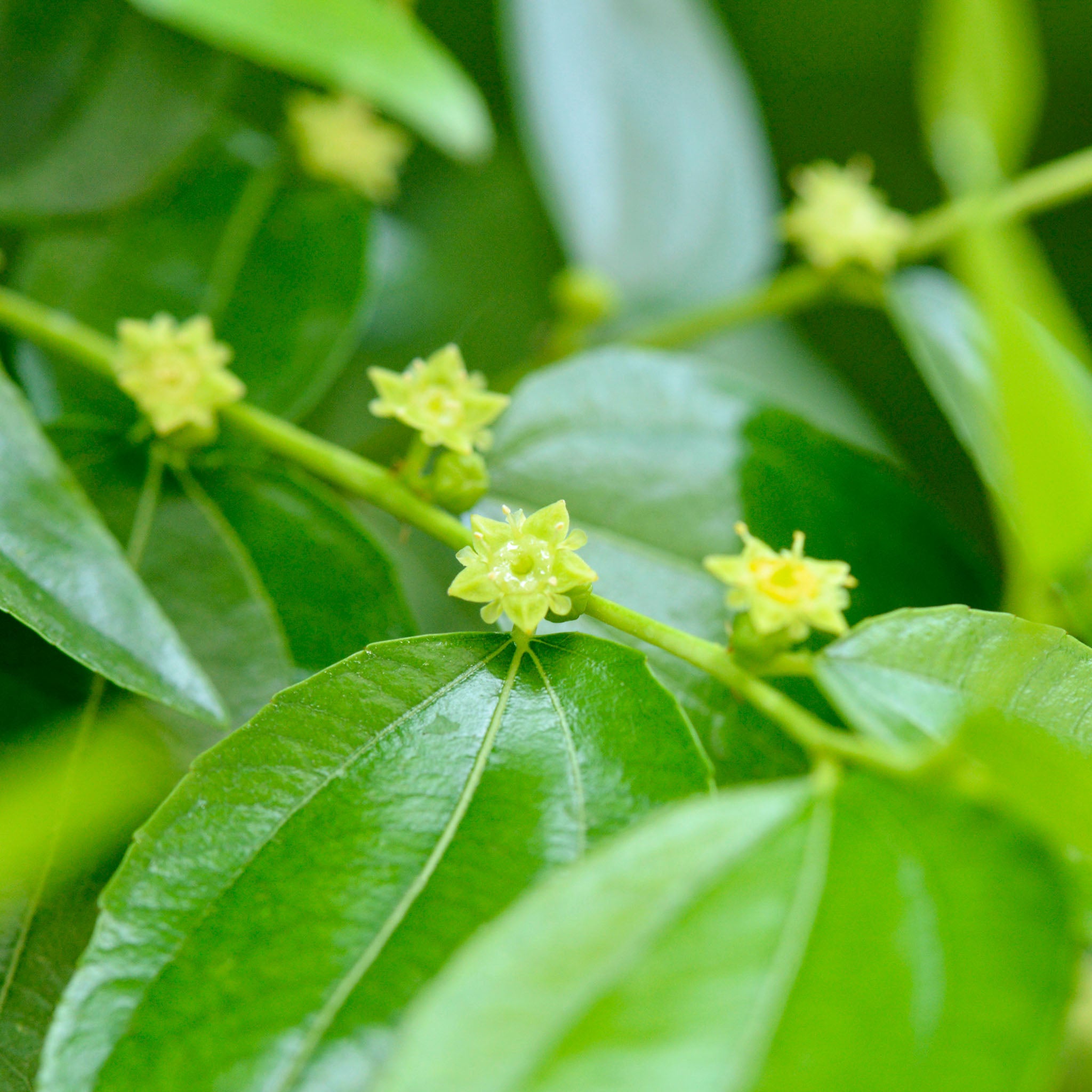 Jujube 'Wildform'
