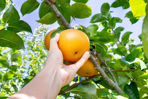 Kann man Obstbäume und Beerensträucher auch im Juni pflanzen?
