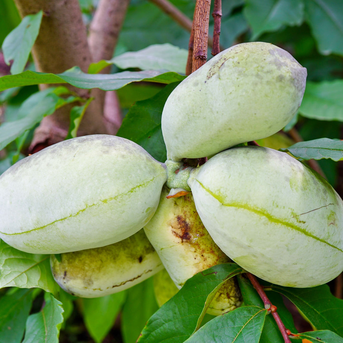 Der Pawpaw-Baum – Eine exotische Bereicherung für den Garten