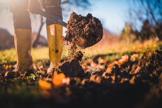 Herbstzeit ist Pflanzzeit: Warum jetzt der beste Moment für deinen essbaren Garten ist