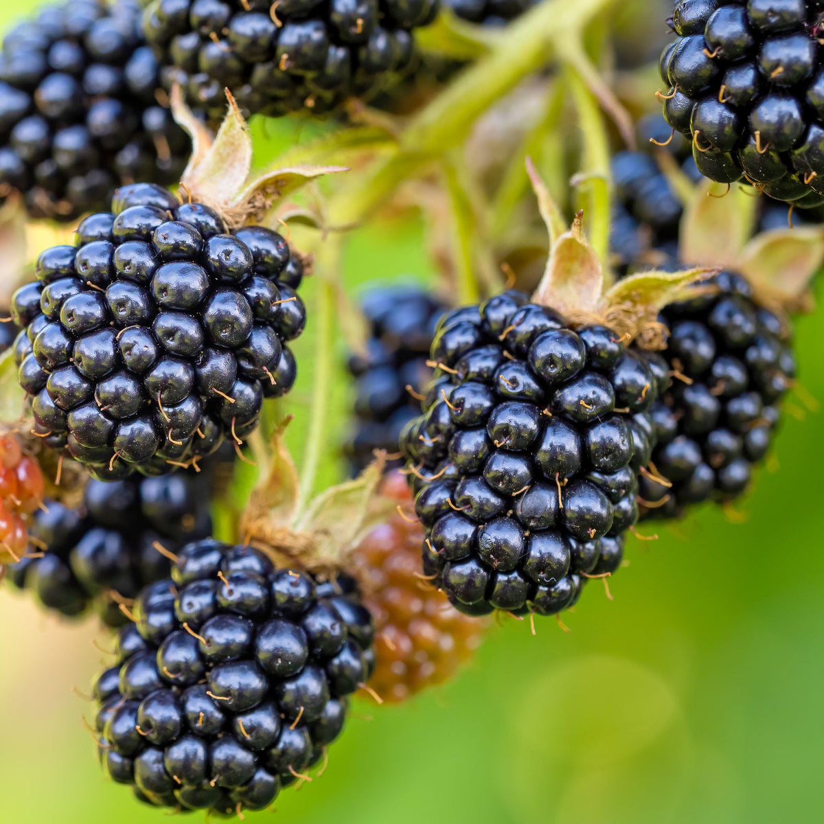Obstvielfalt genießen: Beerensträucher und Obst für jeden Garten