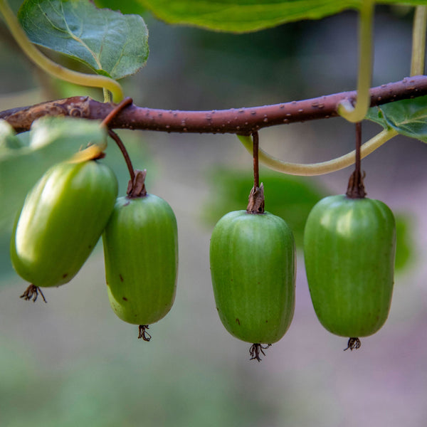 Sibirische Kiwi