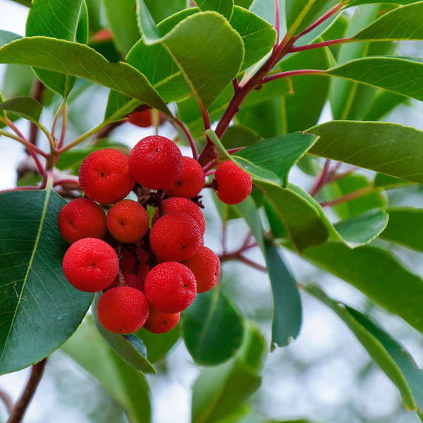 Erdbeerbaum