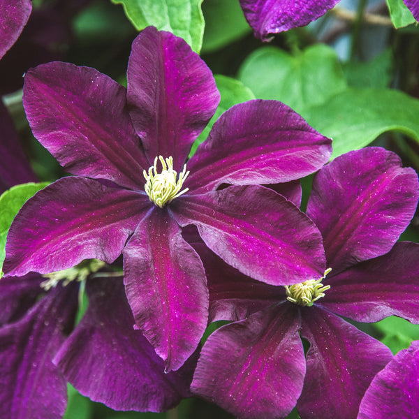 Clematis