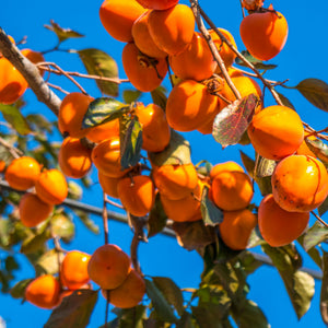 Besondere Obstbäume
