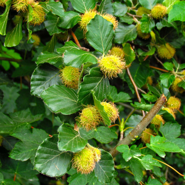 Laub- & Nadelbäume