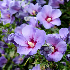 Hibiskus