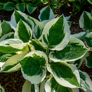 Hosta
