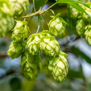 Hopfen