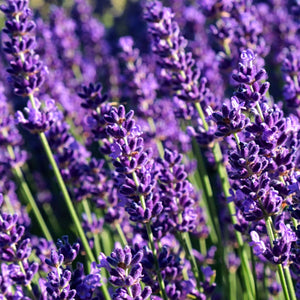 Lavendel