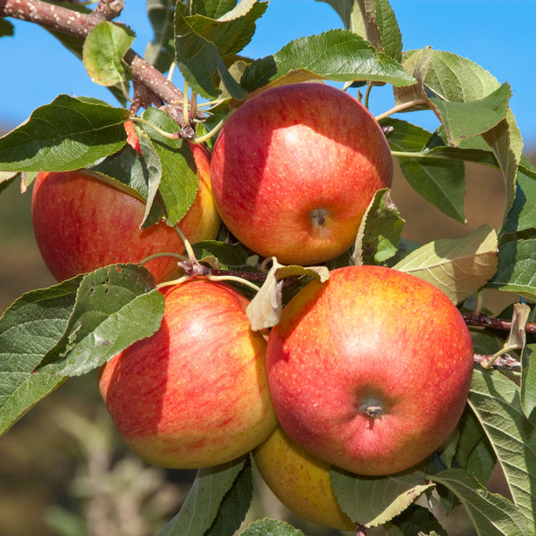 Apfel