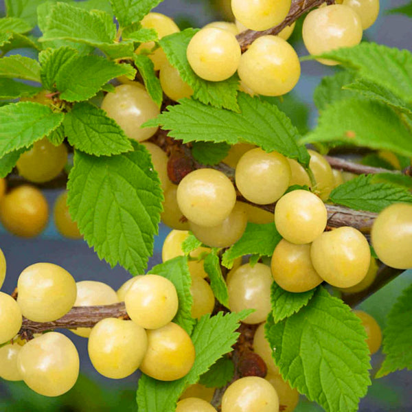 Besondere Obststräucher